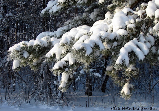 frosty&sunny_day