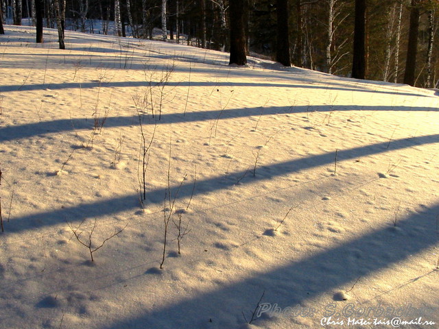 light_and_dark_strips(of_life)