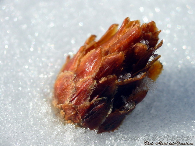 shed_cone
