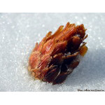 shed_cone