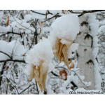 show_fur_coats