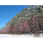 sky_corner_(and_snow_alley)