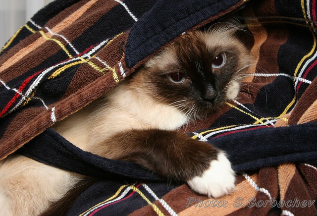 "under cover"
