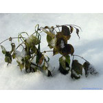 stark_verdure