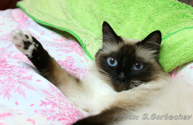 Hi, guys!