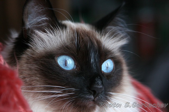 blue eyes