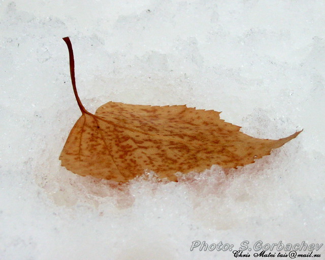 thaw