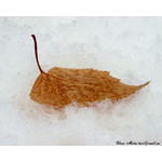 thaw