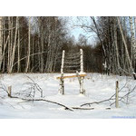 throne_of_king_of_beasts
