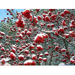 white_on_red