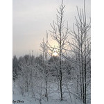 WhiteWinterSun