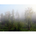 a_thick_fog