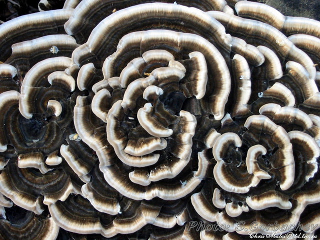 mushroom_tracery