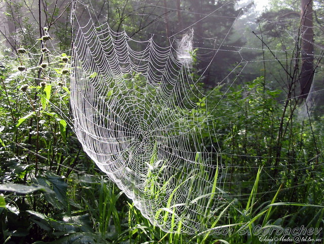 net(work)