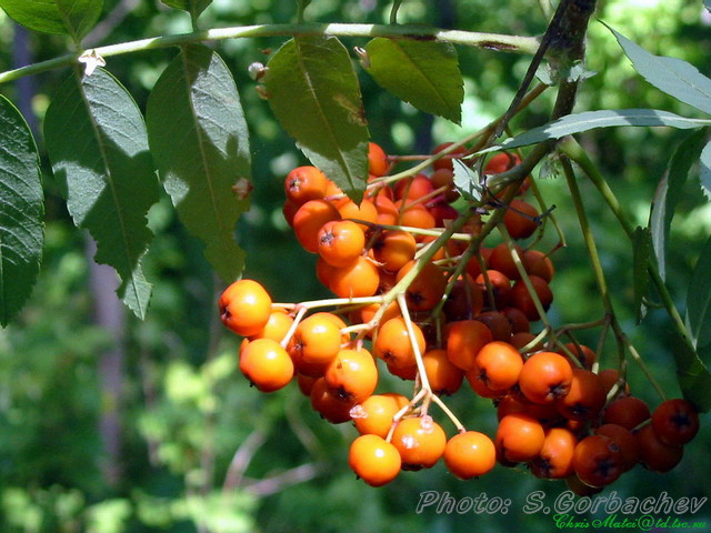 ripening_ashberry
