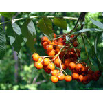 ripening_ashberry