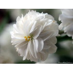 white_flower