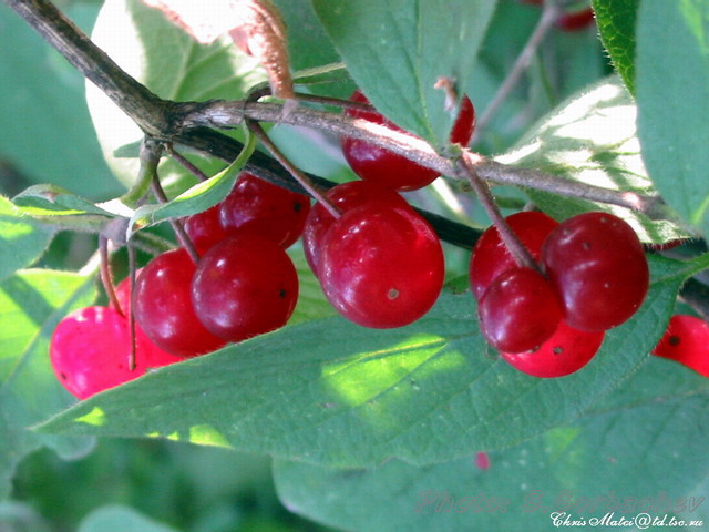 wild_berry