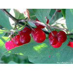 wild_berry