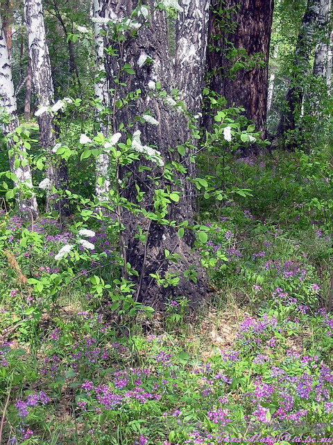 at_edge_of_a_forest