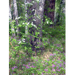 at_edge_of_a_forest
