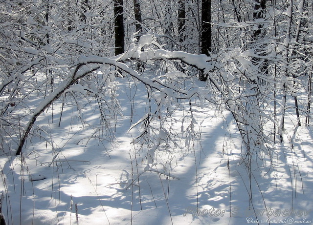 burden_of_spring's_snow