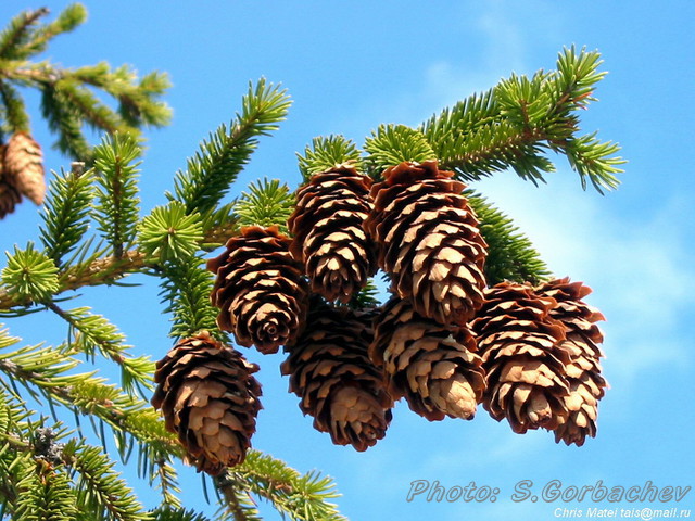 cone's_yield