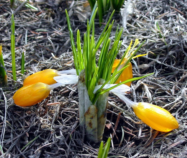 crocuses
