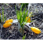 crocuses