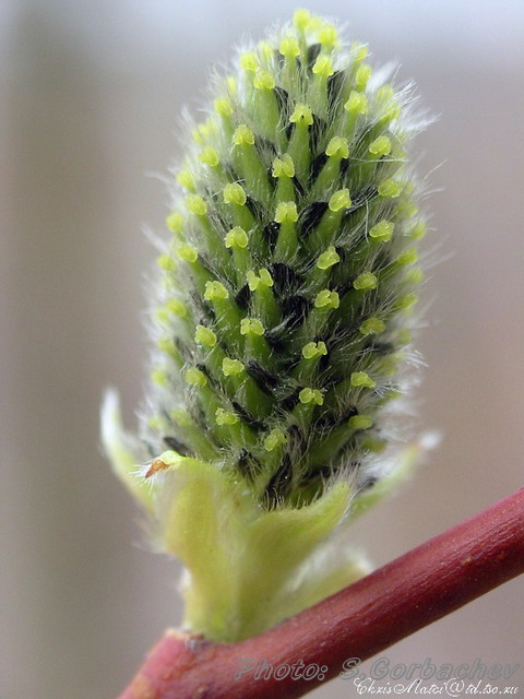 knobble