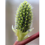 knobble