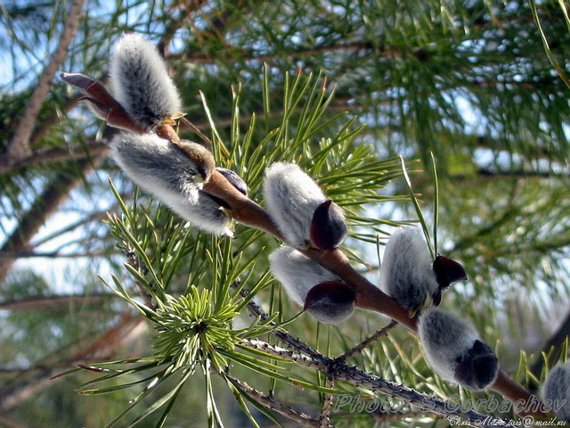 pussy-willow
