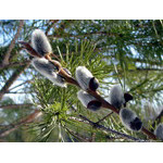 pussy-willow