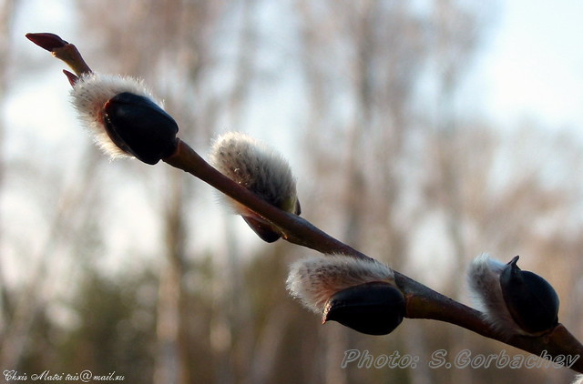 rising_sprig