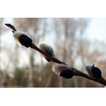 rising_sprig