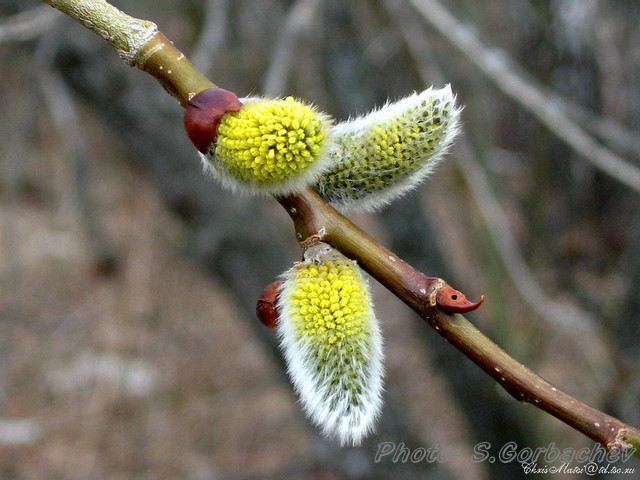 very_early(in_blossoming)