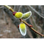very_early(in_blossoming)