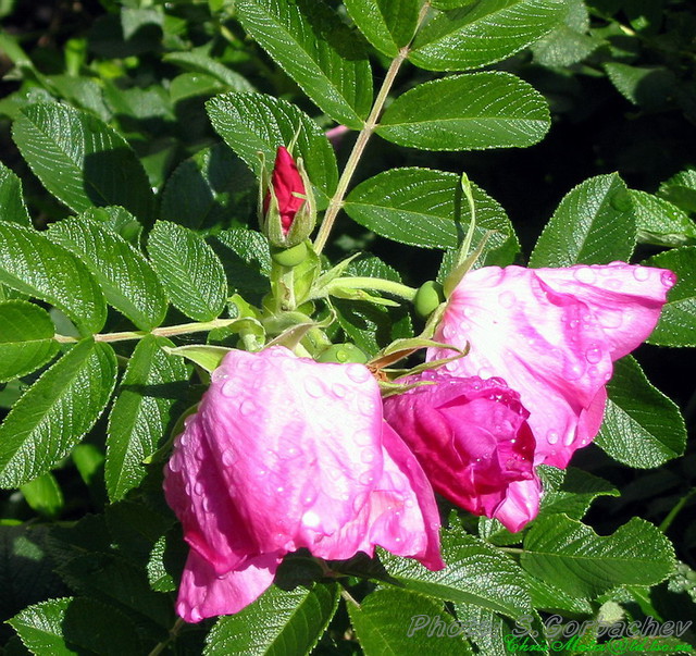 after_rain