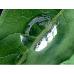 all_world_in_one_drop
