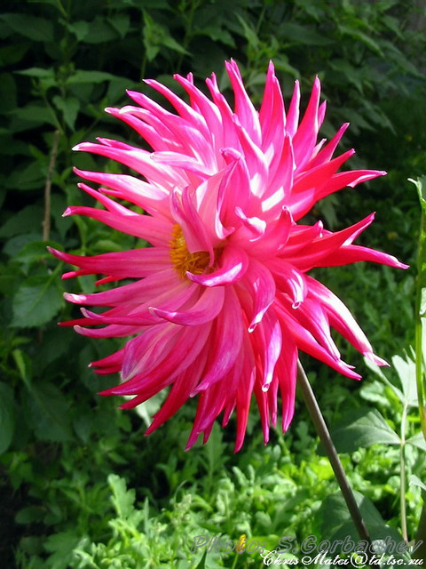 aster