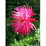 aster
