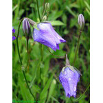 bluebell