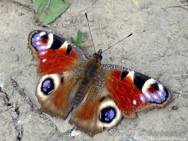 butterfly
