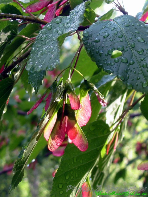 cleanness(after_rain)