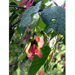 cleanness(after_rain)