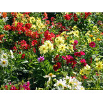 flower's_glade
