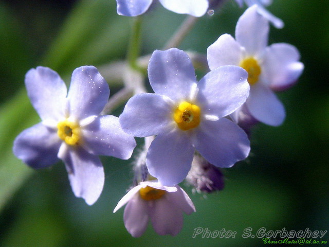 forest_flowers