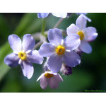 forest_flowers