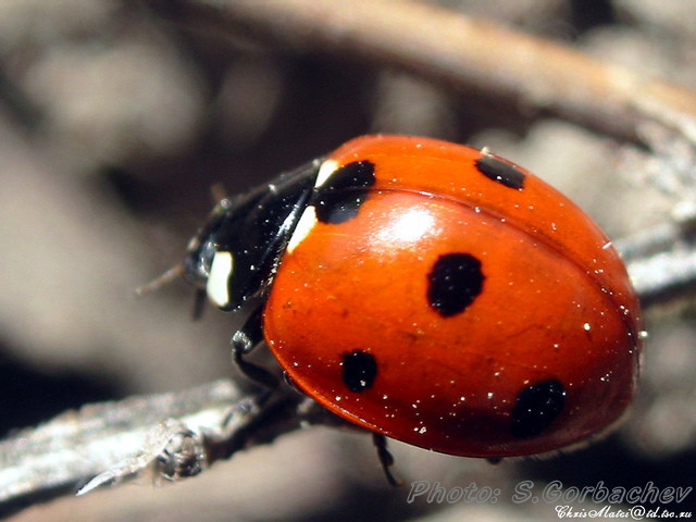 living_creature