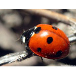 living_creature